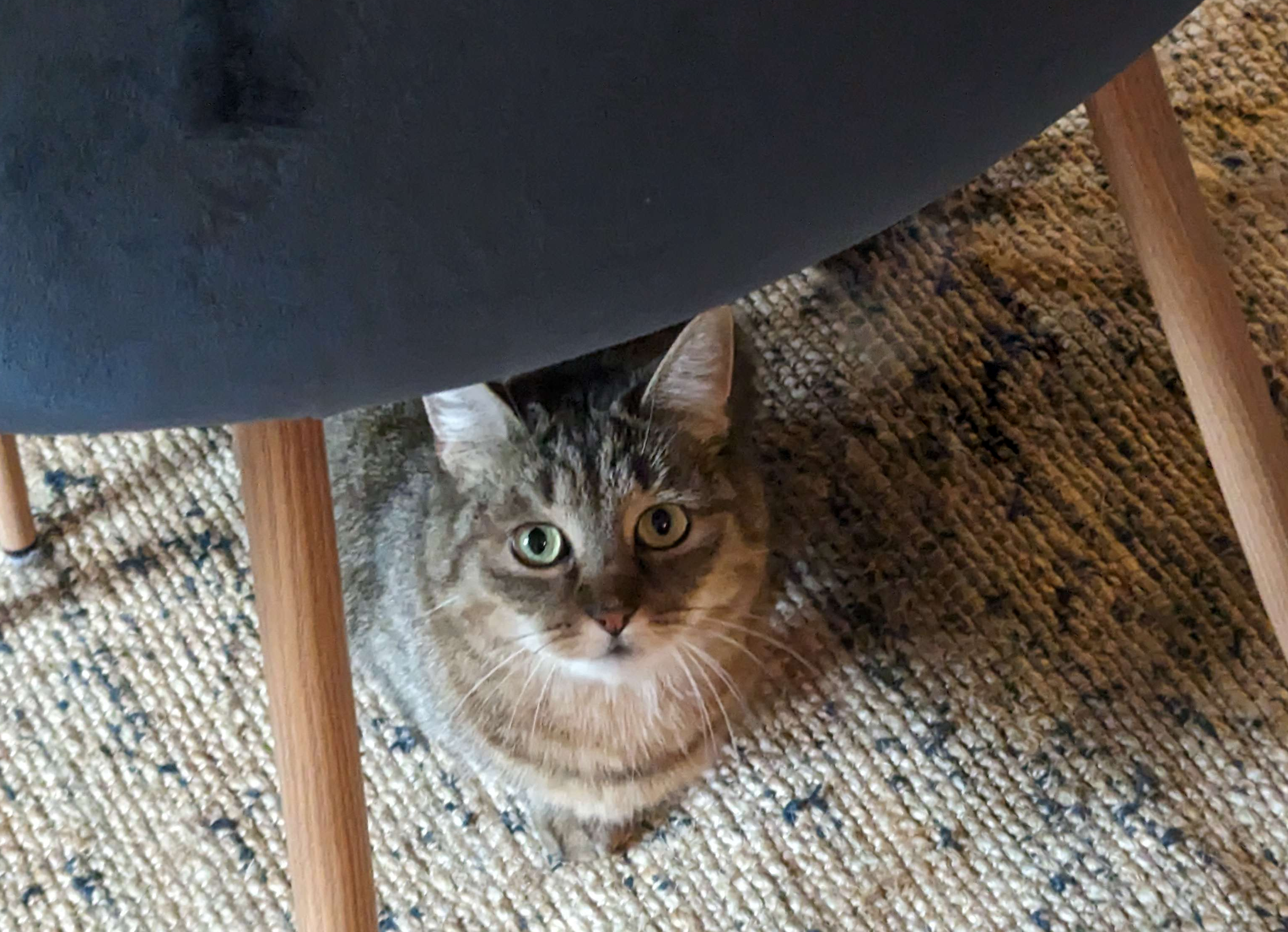 Griotte with tail removed